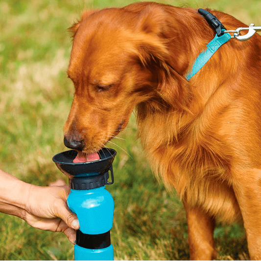 Aqua Dog Water Bottle